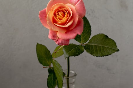 一朵玫瑰花(一朵美丽的玫瑰花)