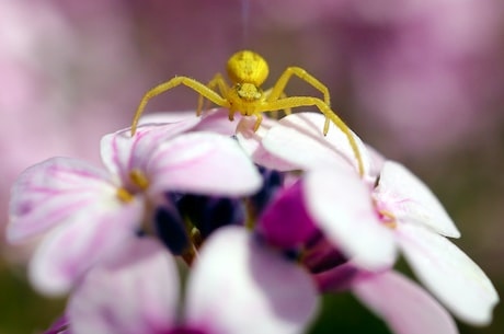巨型蜘蛛蟹(盘点世界上最大的蟹类——巨型蜘蛛蟹｜生活)