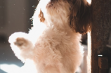 贵宾犬(【贵宾犬】是世界上最优秀的玩具犬品种)